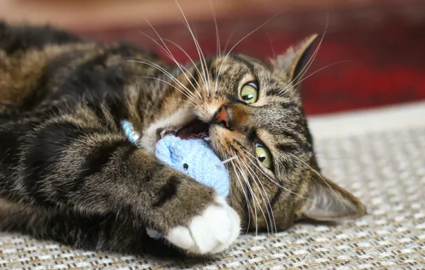 Картинка глаза, кот, усы, взгляд, игрушка