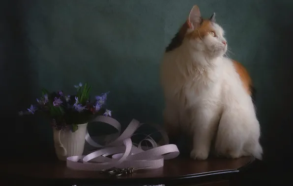 Кошка, кот, цветы, темный фон, стол, кружка, лента, белая