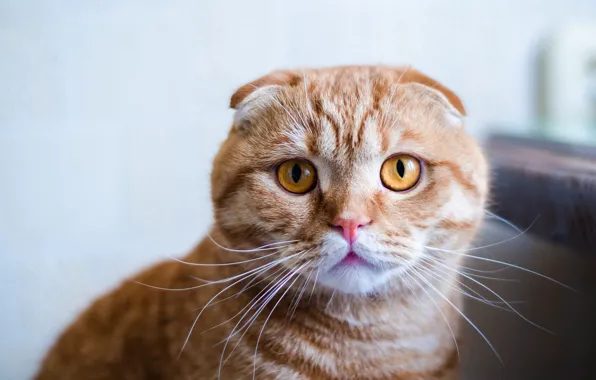 Картинка кошка, кот, взгляд, морда, фон, портрет, вислоухий, рыжий