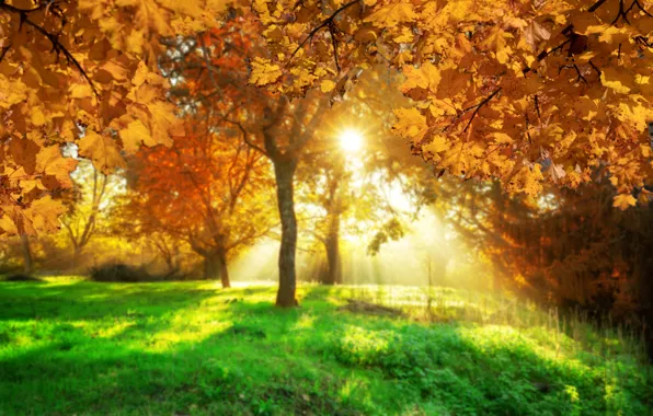 Осень, листья, деревья, мост, парк, forest, nature, yellow