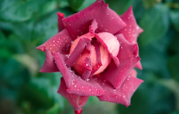 Картинка капли, макро, розы, розовые