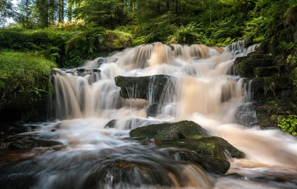 Лес, камни, растительность, водопад, поток