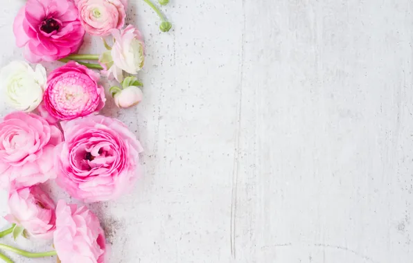 Картинка white, pink, розовые цветы, flowers, beautiful, лютики, ranunculus