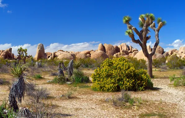Картинка песок, цветы, камни, пустыня, растения, national park, Joshua tree