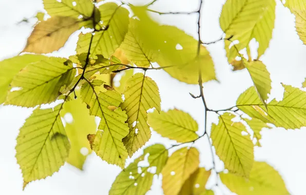 Осень, листья, природа