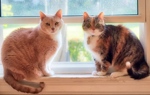 Окно, парочка, на подоконнике, котейки, две кошки