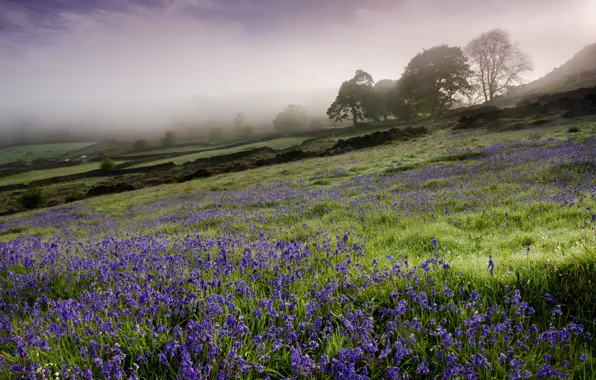 Поле, цветы, туман, утро, England, Campanula
