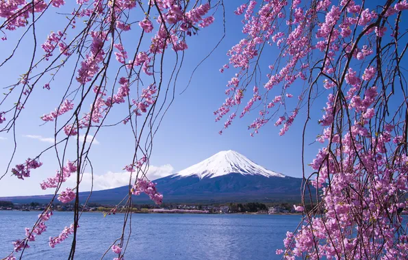 Картинка пейзаж, природа, озеро, Япония, сакура, Japan, forest, Mount Fuji