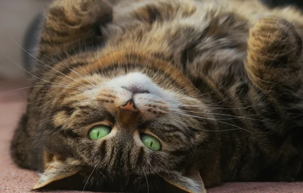 Картинка кошка, взгляд, зелёные глаза