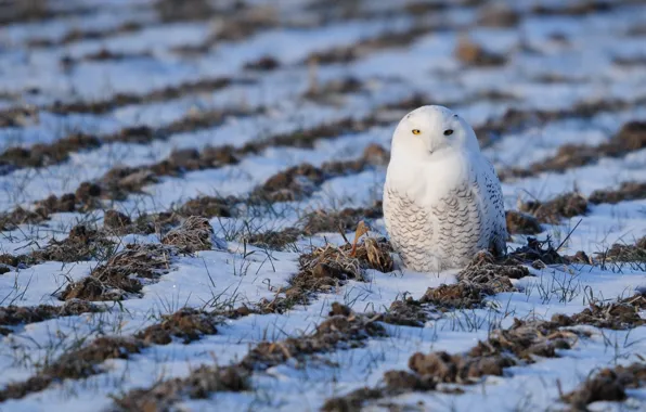Белый, трава, снег, white, grass, snow, snowy owl, Полярная сова