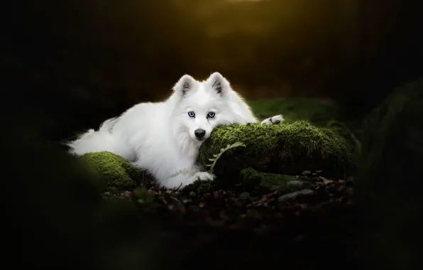 Картинка взгляд, фон, мох, собака, белая