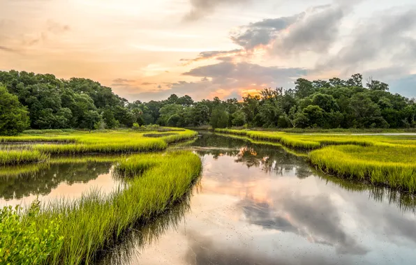 Картинка трава, деревья, Южная Каролина, США, South Carolina, Kiawah Island