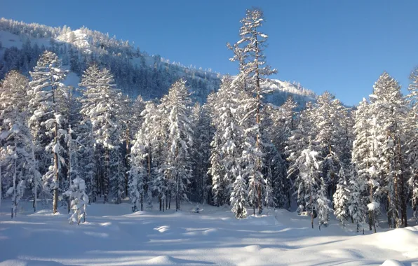Картинка зима, лес, снег, деревья, пейзаж, природа, фото, гора