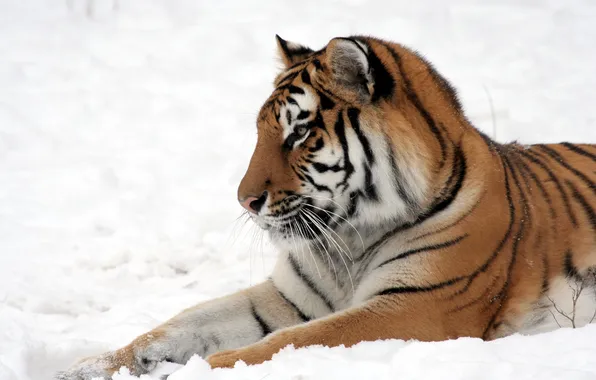 Кошка, снег, тигр, профиль, амурский