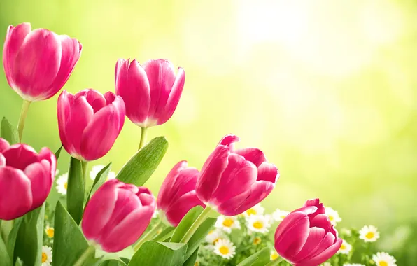 Картинка цветы, тюльпаны, fresh, flowers, tulips, spring
