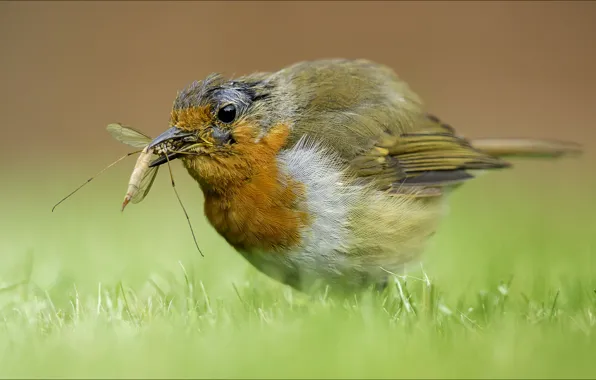Grass, bird, eating