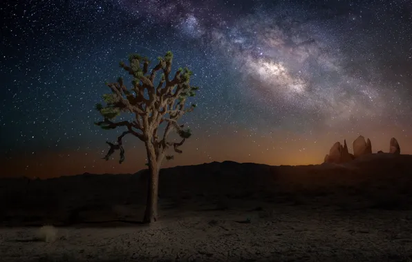 Картинка небо, звезды, ночь, природа, дерево, млечный путь, California