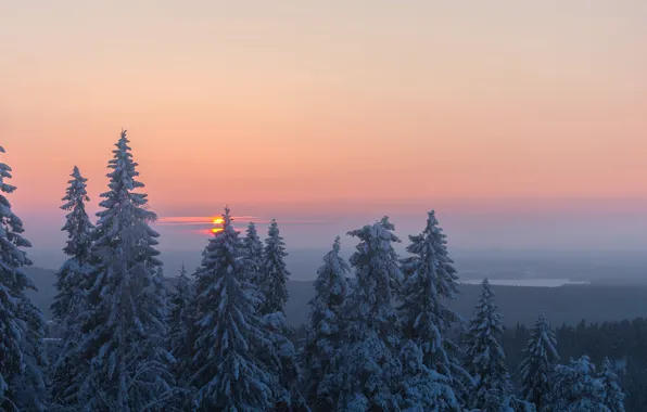 Картинка зима, лес, деревья, закат, ели, Финляндия