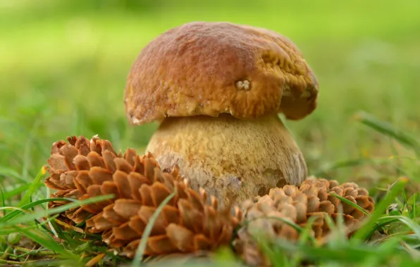 Осень, природа, гриб