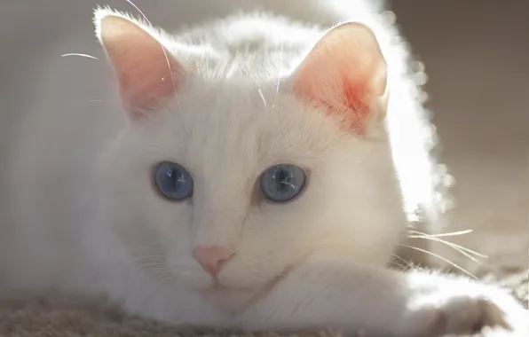 Картинка кошка, глаза, кот, усы, белая