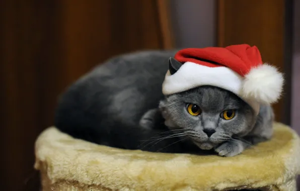 Кошка, кот, взгляд, серый, мебель, Рождество, Новый год, лежит