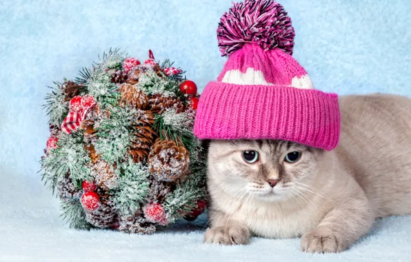 Картинка кошка, кот, шапка, декорация