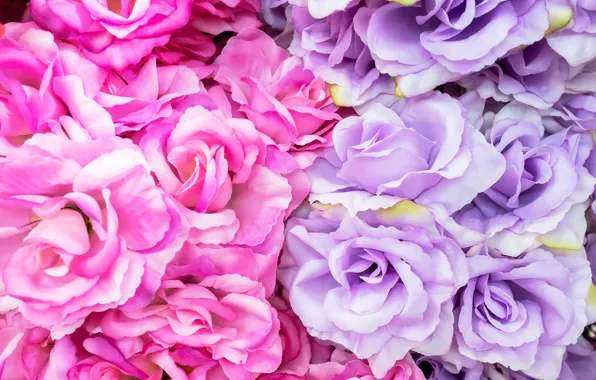 Картинка цветы, розы, pink, flowers, roses, violet