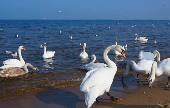 Beach, swan, sea, ocean, water