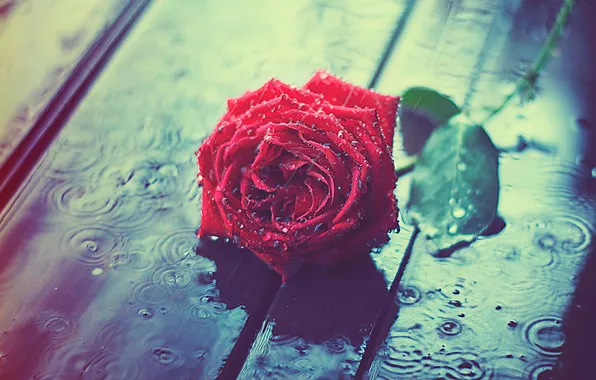 Цветок, капли, дождь, роза