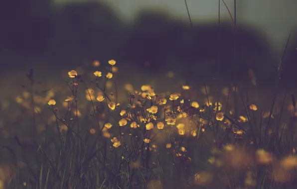 Картинка трава, цветы, жёлтые, тусклость