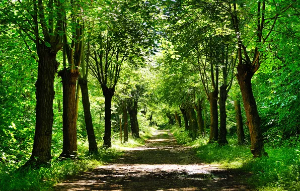 Картинка дорога, зелень, лес, трава, листья, деревья, природа, парк