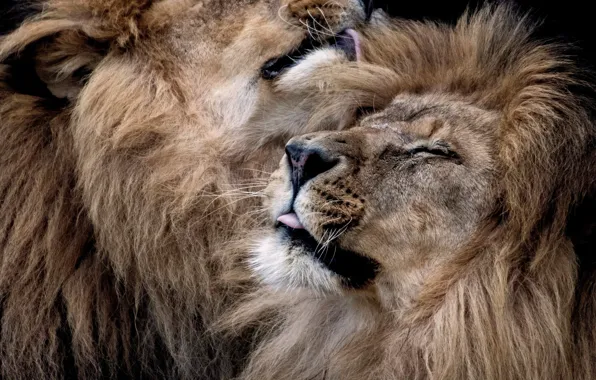 Картинка лев, грива, львы, дикая кошка, морды, БРАТСКАЯ любовь