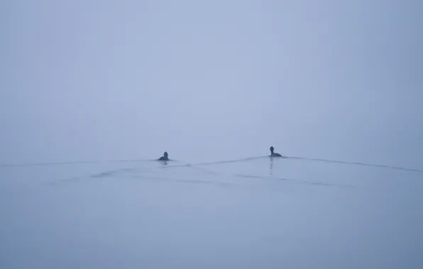 Туман, озеро, утки, минимализм