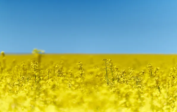 Лето, небо, рапс