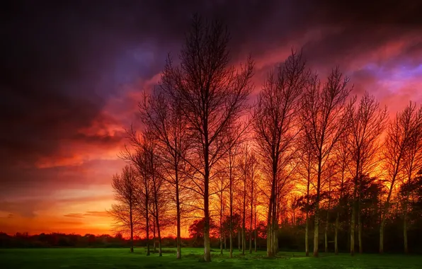Картинка деревья, пейзаж, закат