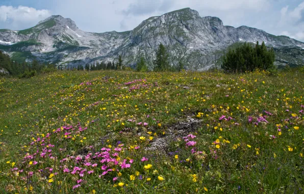 Картинка лето, трава, деревья, цветы, горы, Австрия, Альпы
