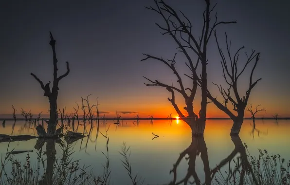 Картинка деревья, озеро, рассвет, Австралия, Бонни