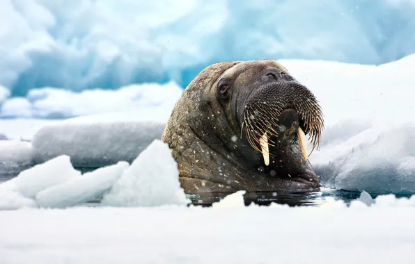 Картинка ice, white, look, Walrus, teeth, Odobenus rosmarus