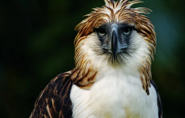 Картинка птица, орел, Филиппины