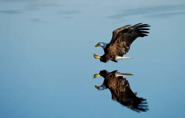 Lake, reflection, bald eagle, hunting
