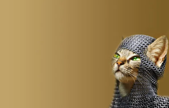 Картинка Cat, Green Eyes, Chainmail