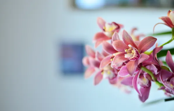 Цветы, розовый, flower, орхидея, pink, flowers, orchid, celebration