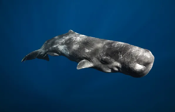 Картинка млекопитающее, Кашалот, крупнейший из зубатых китов, Physeter macrocephalus