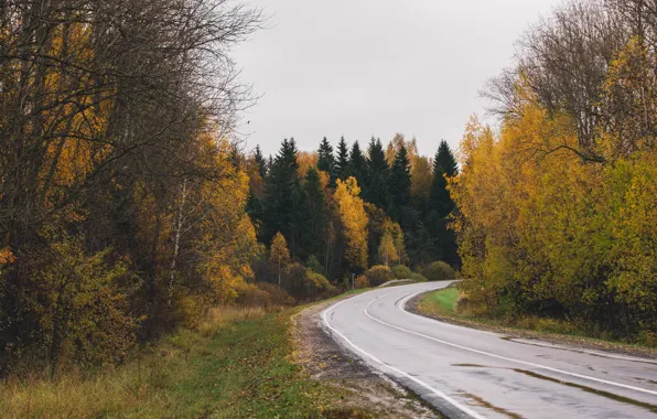 Дорога, осень, лес, мрачно, осенний лес, московская область, подмосковье, осенняя дорога