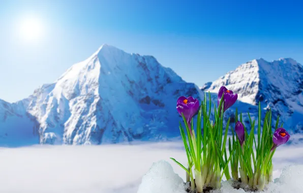 Картинка весна, крокусы, цветение, flowers, mountain, snow, spring, crocus