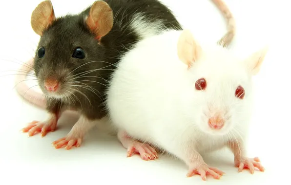 Картинка animals, mice, animal themes, two white-and-black guinea pig