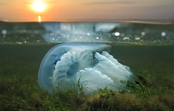ВОДА, ПОВЕРХНОСТЬ, ВОДОРОСЛИ, ГЛАДЬ, МЕДУЗА, ЩУПАЛЬЦЫ, ПРИРОЛА