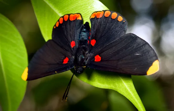 Бабочка, листва, большая, чёрная