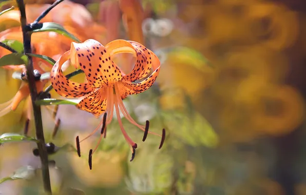 Лето, цветы, природа, Orange Tiger Lily