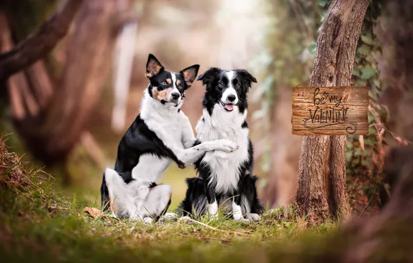 Картинка портрет, парочка, две собаки